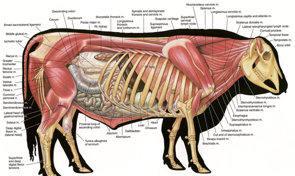 Veterinary Anatomy and Physiology